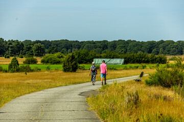 Fototapeta premium Ein herrliche Wanderung durch die einzigartige und farbenfrohe Landschaft der Behringer Heide - Bispingen - Niedersachsen - Deutschland