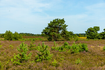 Ein herrliche Wanderung durch die einzigartige und farbenfrohe Landschaft der Behringer Heide - Bispingen - Niedersachsen - Deutschland