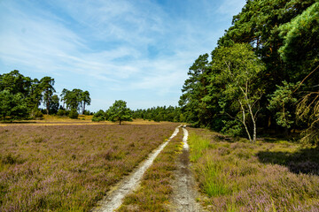 Ein herrliche Wanderung durch die einzigartige und farbenfrohe Landschaft der Behringer Heide - Bispingen - Niedersachsen - Deutschland