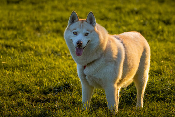 An adult Sable female Siberian Husky stands on the green grass and looks right toward the camera...