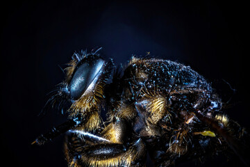 Oestridae (gadflies). Extremely close up photo of botfly. Detailed photo of botfly's body with eyes, spike and paws. On a dark blurred background. Isolated. Entomology concept.	