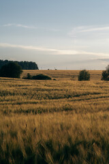 Fototapeta premium Sunset on a gold wheat field, clear blue sky. Beautiful pastoral landscape. 