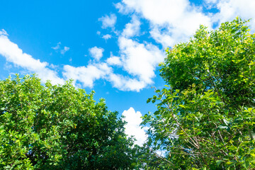 Tree branch on blue sky background ,Summer background concept,home garden in vacation time.