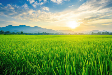 Obraz premium Lush Green Rice Field Stretching to Distant Mountain Range Under a Serene Sky at Sunrise