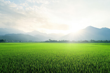 Serene Green Rice Fields Bloom Under a Glorious Sunrise with Majestic Mountain Backdrop