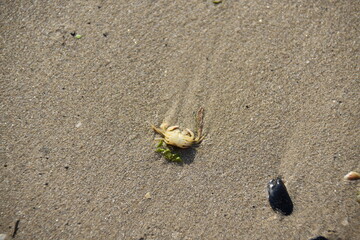 crab on the sand