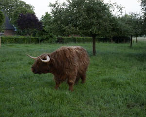highland cow and calf in the grass