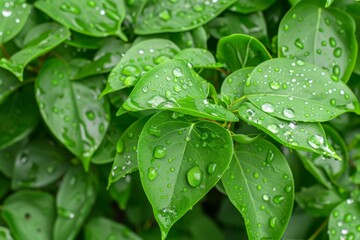 Close-up of fresh spring green leaves Hovenia dulcis, known as Japanese or Oriental Raisin tree. Beautiful simple AI generated image in 4K, unique.