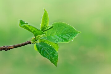 Vivid Green Young Leaves Unfurling on Dark Branch Close-Up View. Beautiful simple AI generated image in 4K, unique.
