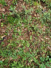 German Forest