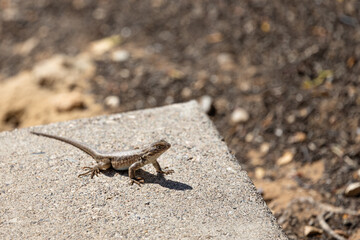 A small sagebrush lizard (Sceloporus slevini) sunning himself.