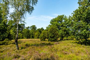 Ein herrliche Wanderung durch die einzigartige und farbenfrohe Landschaft der Behringer Heide - Bispingen - Niedersachsen - Deutschland