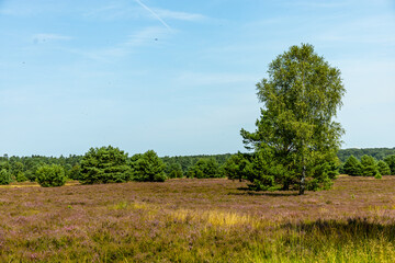 Ein herrliche Wanderung durch die einzigartige und farbenfrohe Landschaft der Behringer Heide -...