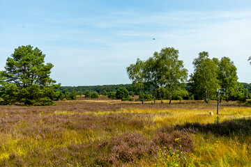 Ein herrliche Wanderung durch die einzigartige und farbenfrohe Landschaft der Behringer Heide - Bispingen - Niedersachsen - Deutschland