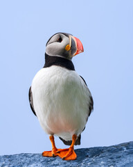 Atlantic puffin, Fratercula arctica, in Hornøya, uninhabited island in Vardø Municipality in Finnmark county, Norway