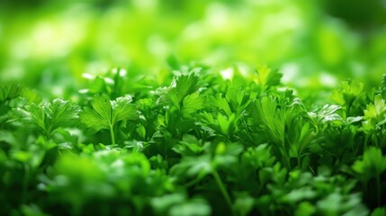 Fototapeta premium Close-up of vibrant green parsley leaves.