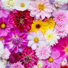 Colorful autumn flower background of flowers asters, dahlias, calendula. Floral Greeting card. Nature trendy decorative design. Nature concept. Flat lay.