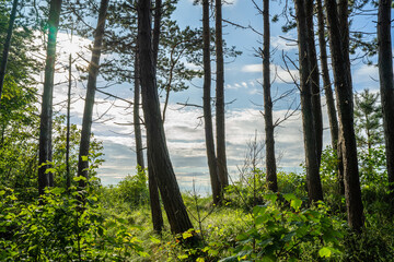 Las na wydmie, pomorze zachodnie, morze bałtyckie, ustronie morskie. © MarcinRoj.Fotografia