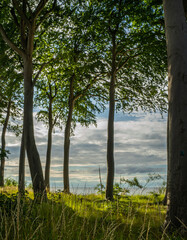 Las na wydmie, pomorze zachodnie, morze bałtyckie, ustronie morskie. © MarcinRoj.Fotografia