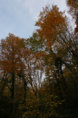 Fototapeta premium Yenice Forests is in Karabuk, Turkey. 