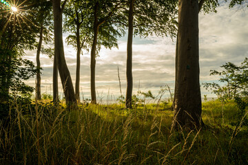 Las na wydmie, pomorze zachodnie, morze bałtyckie, ustronie morskie. © MarcinRoj.Fotografia