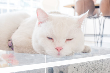White cat with different color eyes,kitten with blue and yellow eye lies on table,fluffy cat and pink ears with multicolored eyes, heterochromia.