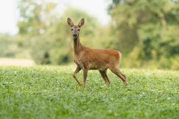 Reh auf der Weide