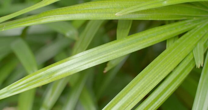 Slender green leaves.Green leaves reflect light