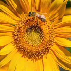 Close-up of a bee on a vibrant sunflower in full bloom, showcasing nature's beauty and pollination process.