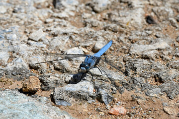 Südlicher Blaupfeil - Männchen // Southern skimmer - male (Orthetrum brunneum) - Insel Andros, Griechenland