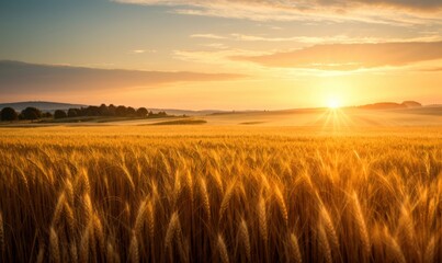 Obraz premium Golden sunlight washes a wheat field under a hazy sunset sky 