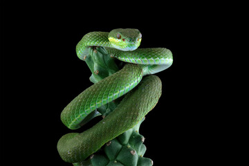 Green viper snake isolated on black, trimeresurus albolabris