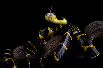 boiga dendrophila yellow ringed, gold ringed snake, indonesia snake