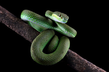 Green viper snake isolated on black, trimeresurus albolabris