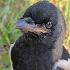 Crow