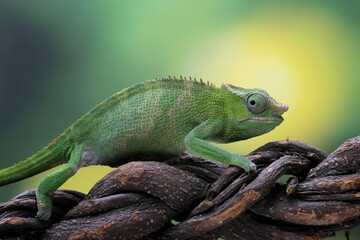 female fischer chameleon wallking on wood