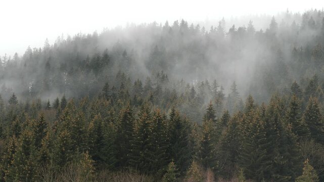fog hanging over the mountain forest