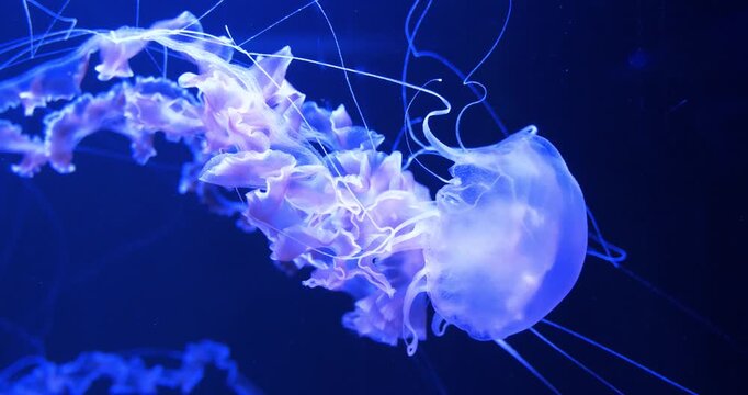 Slow Motion Medusa swims underwater. Beautiful jellyfish swims in aquarium