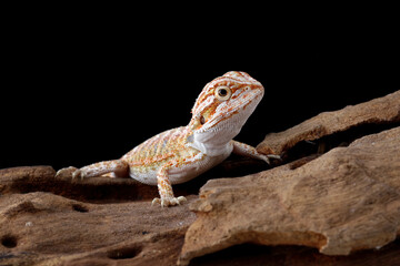 Baby bearded dragon sitting on wood, cute lizard on black background