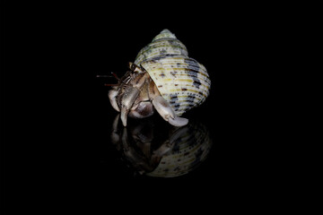 hermit crab on black background with shadow reflection, Coenobita clypeatus, animal closeup
