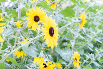 field of blooming sunflowers in Sunflower field,Sunflower cultivation at sunrise in the mountains,Sunflower natural background.