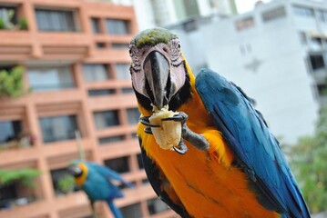 guacamaya azul, amarilla y verde en rama con un fondo de ciudad, guacamaya comiendo banana © Angelica