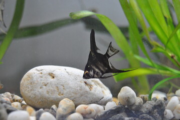 Pez ángel tropical nadando en aguas cristalinas entre plantas acuáticas naturales, ecosistema