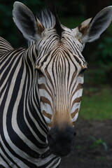 Symmetry of stripes