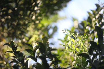 Ceylon ebony Black Ebony leaves under sunlight