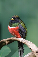 Red chested bird male