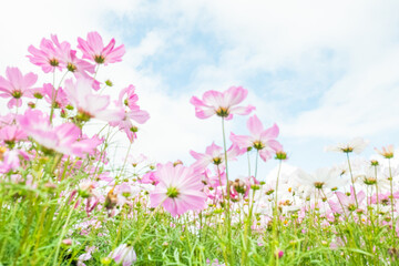 Fototapeta premium Pink cosmos flowers with blue sky,Landscape of nature background and beautiful pink and white cosmos flower field,blooming cosmos flower in the garden.