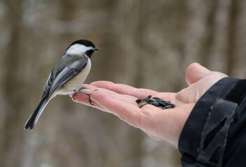Mésange dans la main