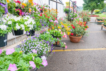 Flowers hanging in plastic pots in nursery garden,Potted flowers and plants in flower shop, plants in the interior of greenhouse,Home gardening tropical flower,Selective focus,copy space.