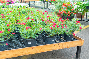 Flowers and plants in pots on a table in flower shop, plants in the interior of greenhouse,Home gardening tropical flower growing in pot,Natural flora,Selective focus,copy space.